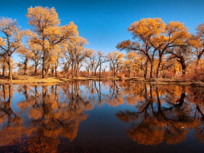 轮台轮台胡杨林好玩吗