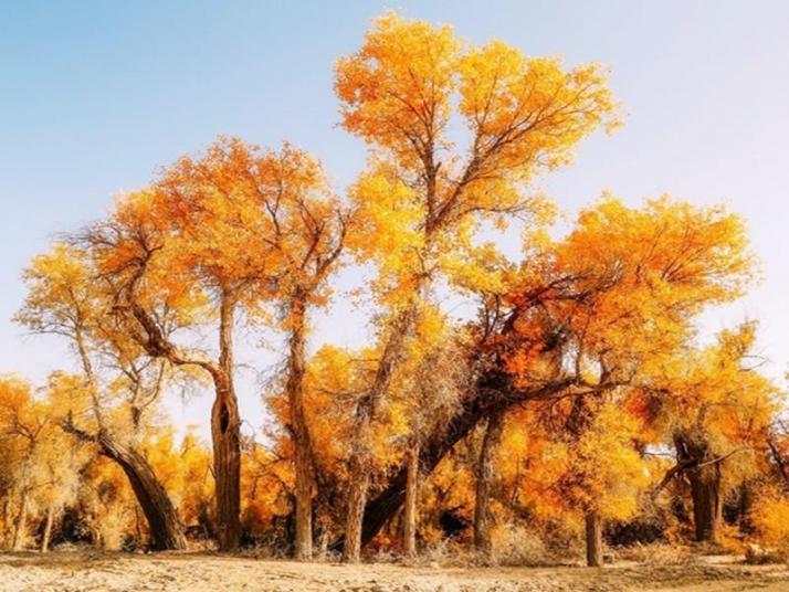 轮台轮台胡杨林图片