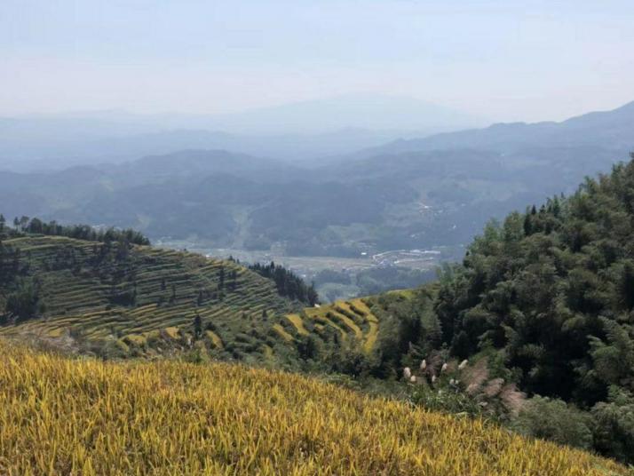 新化紫鹊界梯田