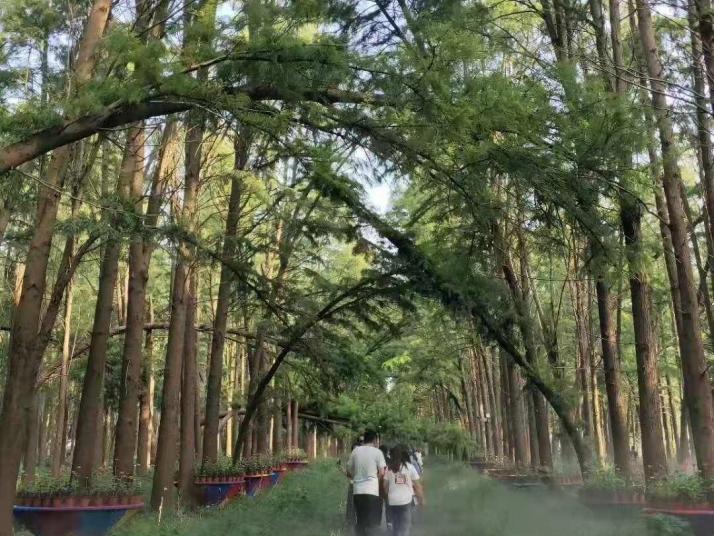 兴化李中水上森林公园
