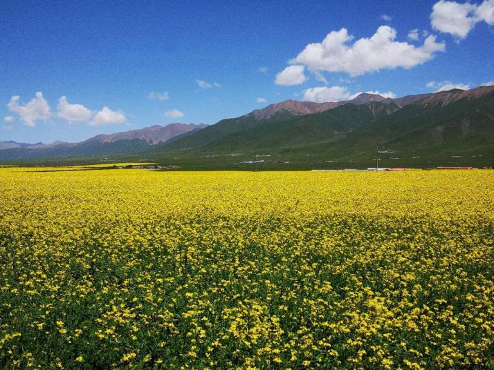 门源门源百里油菜花海