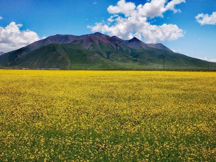门源门源百里油菜花海图片