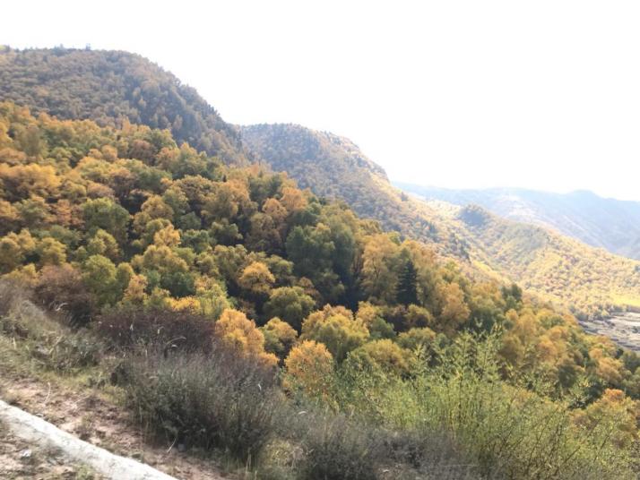 尖扎坎布拉国家森林公园