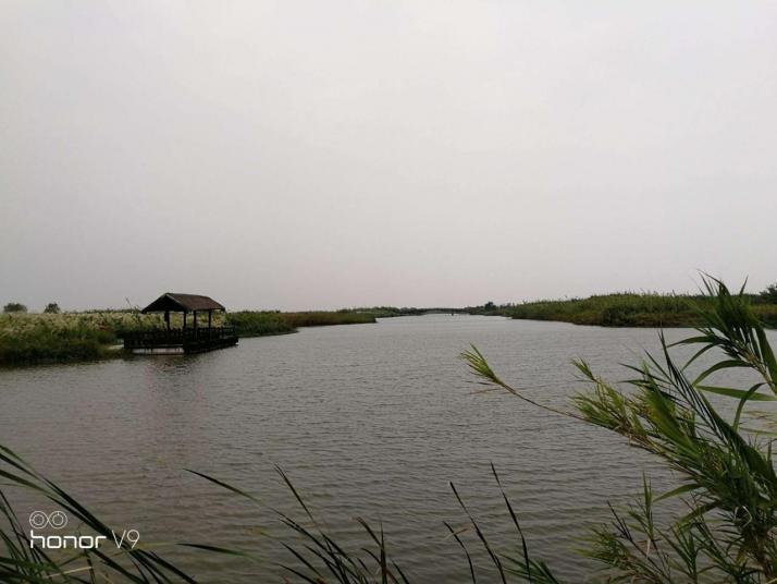 杭州杭州湾湿地公园图片
