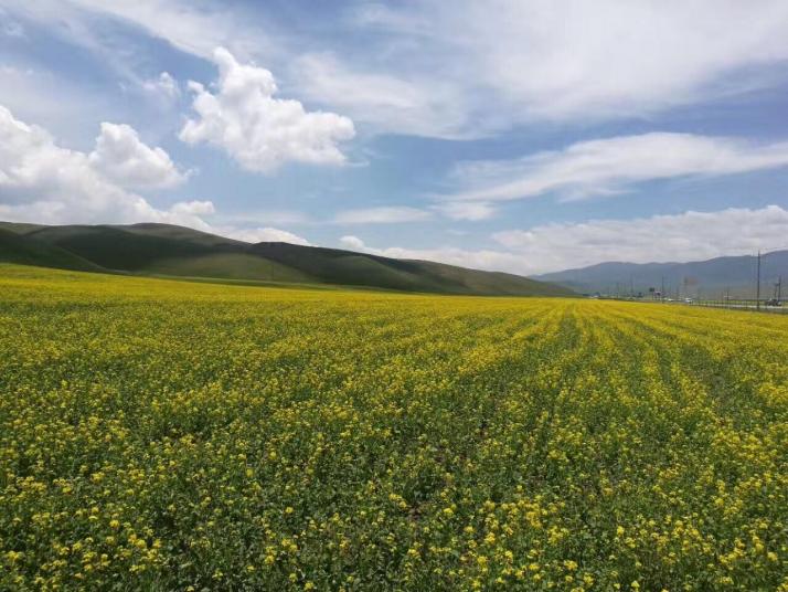 夏河桑科草原图片