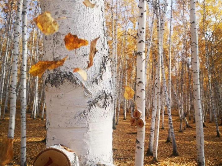 额尔古纳白桦林景区