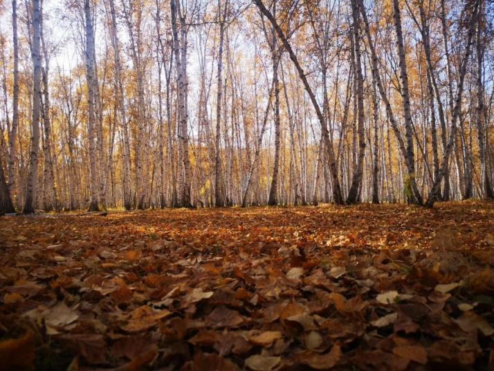 额尔古纳白桦林景区好玩吗