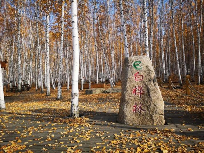 额尔古纳白桦林景区图片