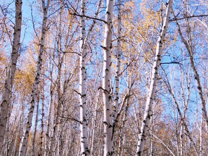 额尔古纳白桦林景区