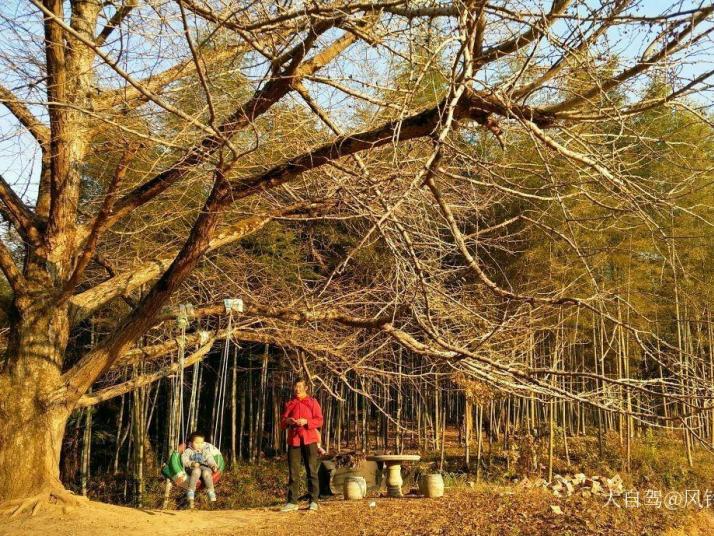 灵川海洋银杏林
