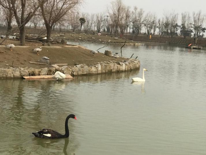 盐城丹顶鹤湿地生态旅游区好玩吗
