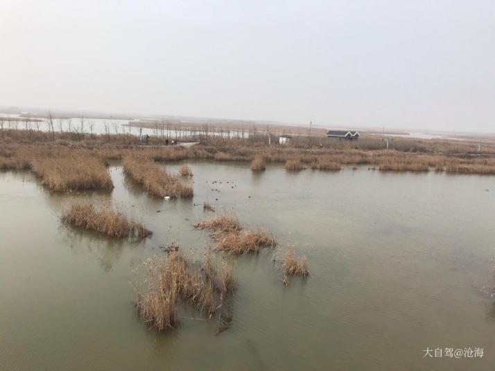 盐城丹顶鹤湿地生态旅游区图片