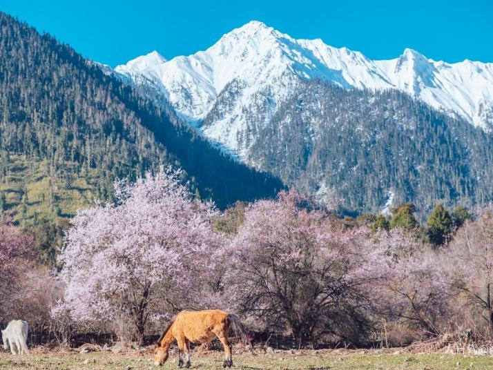 林芝林芝桃花节