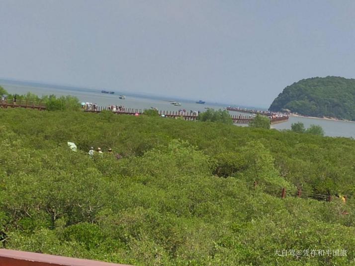 阳江海陵岛红树林国家湿地公园图片