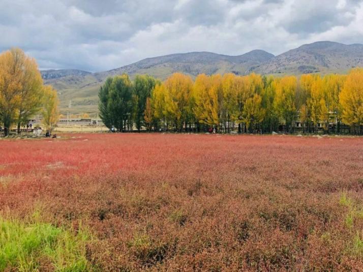 稻城红草地