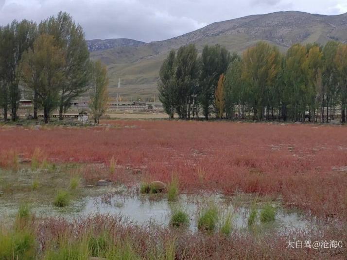 稻城红草地好玩吗
