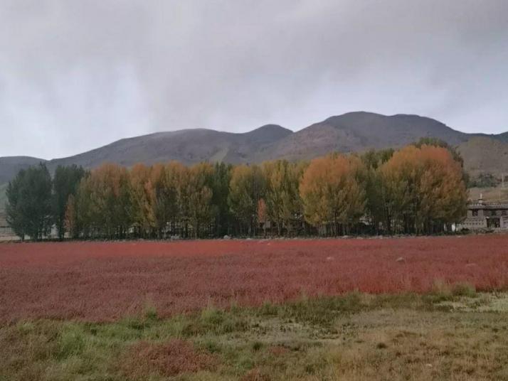 稻城红草地图片