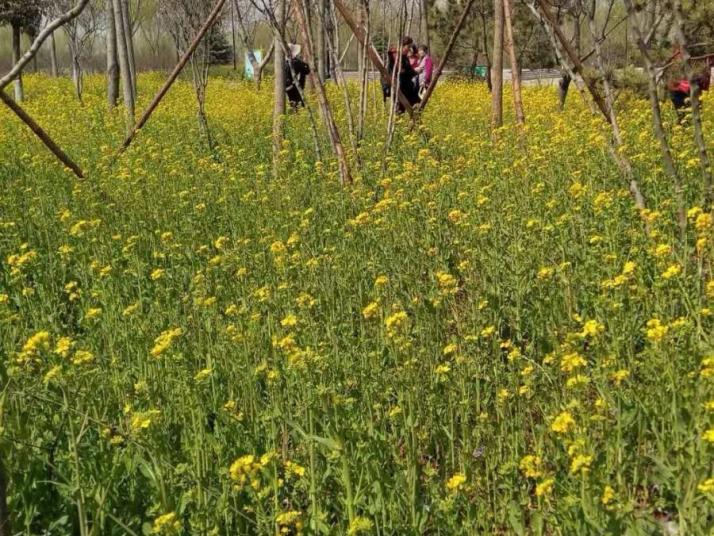 兰陵兰陵国家农业公园好玩吗