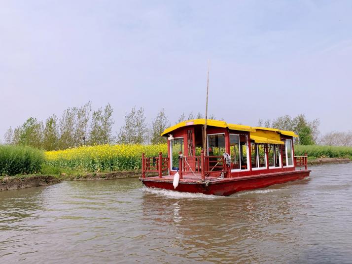 兴化兴化千垛油菜花景区
