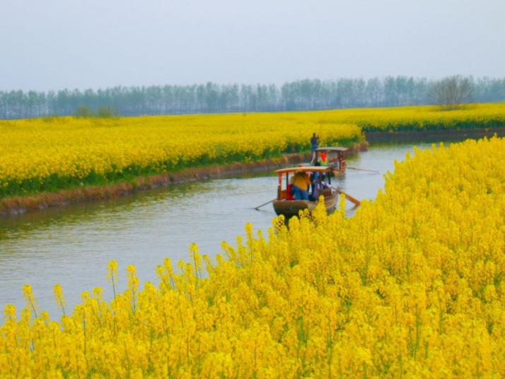 兴化兴化千垛油菜花景区好玩吗