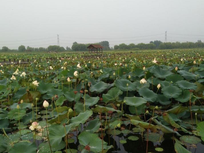 凤台焦岗湖国家湿地公园图片