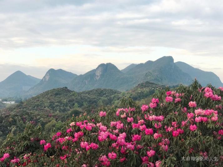 毕节百里杜鹃图片