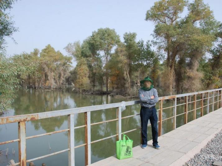 轮台塔里木胡杨林图片