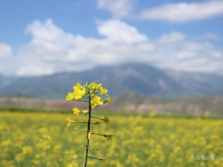 祁连祁连山草原好玩吗