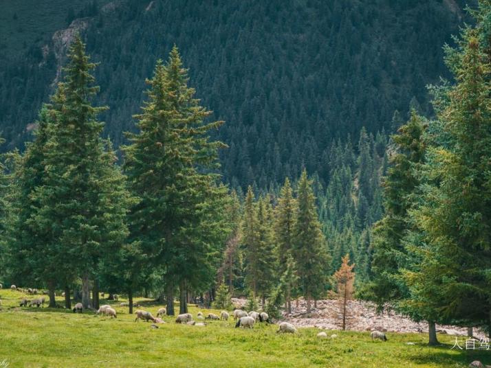 祁连冰沟林海景区图片