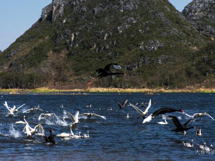 丘北普者黑天鹅湖