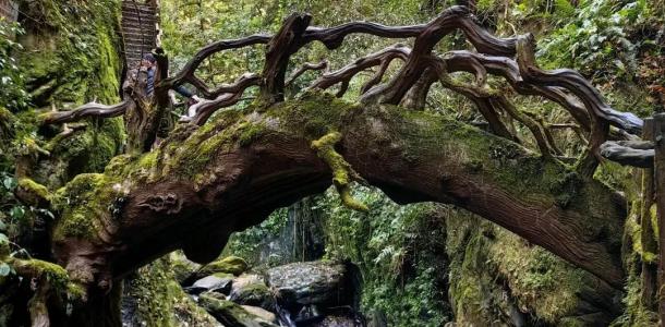 重庆出发云南玉溪5日自驾游：【勇闯哀牢山】哀牢山秘境探险-石门峡-南恩瀑布-石屏古城-异龙湖-抚仙湖-大自驾网