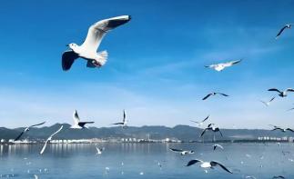 武汉出发贵州云南15日自驾游：贵州铜仁-遵义-六盘水-云南大理丽江-德宏芒市瑞丽-保山腾冲15日游-推荐