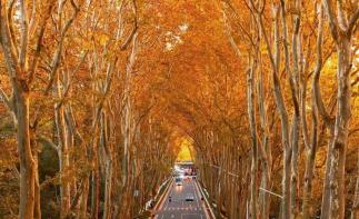 山东出发江苏南京4日自驾游：【金陵赏秋】止马岭红杉林-栖霞山-总统府-玄武湖南京金陵秋色4日游-推荐