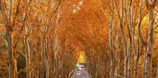 山东出发江苏南京4日自驾游：【金陵赏秋】止马岭红杉林-栖霞山-总统府-玄武湖南京金陵秋色4日游-大自驾网