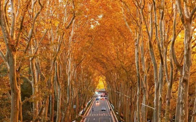 山东出发江苏南京4日自驾游：【金陵赏秋】止马岭红杉林-栖霞山-总统府-玄武湖南京金陵秋色4日游