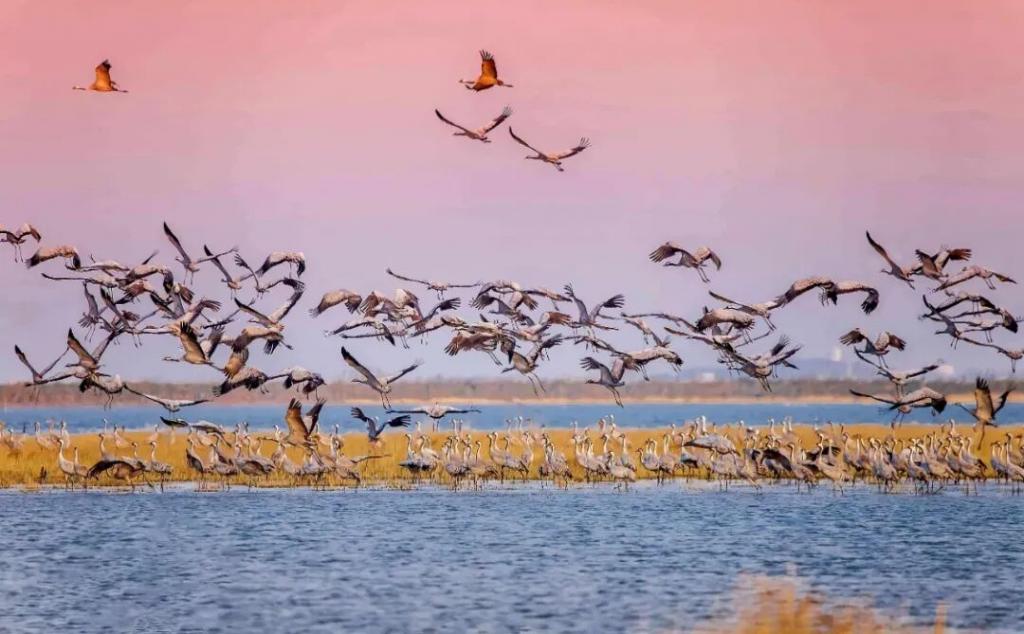武汉出发九江2日自驾游：【鄱阳湖观鸟】千年吴城-候鸟王国-万亩芦苇-东林大佛休闲2日游