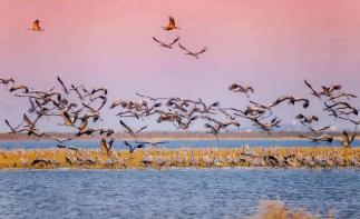 武汉出发九江2日自驾游：【鄱阳湖观鸟】千年吴城-候鸟王国-万亩芦苇-东林大佛休闲2日游-推荐