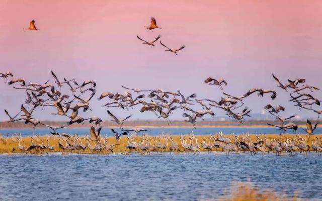 武汉出发九江2日自驾游：【鄱阳湖观鸟】千年吴城-候鸟王国-万亩芦苇-东林大佛休闲2日游