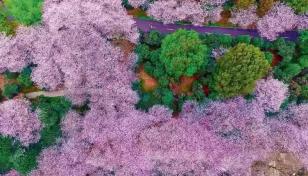 江苏出发福建8日自驾游：【福建过大年】宁泰古城-千年汀州-培田古民居-永福樱花园-海丝泉州8日游-推荐