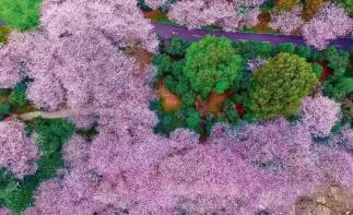 江苏出发福建8日自驾游：【福建过大年】宁泰古城-千年汀州-培田古民居-永福樱花园-海丝泉州8日游-推荐