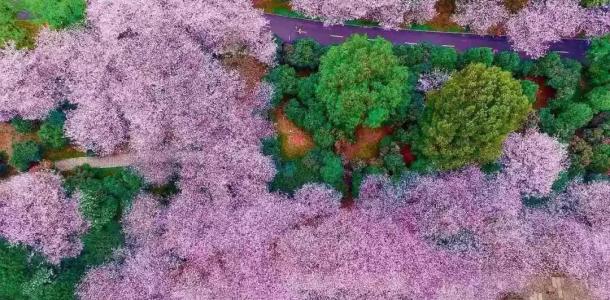 江苏出发福建8日自驾游：【福建过大年】宁泰古城-千年汀州-培田古民居-永福樱花园-海丝泉州8日游-大自驾网