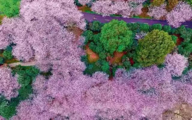 江苏出发福建8日自驾游：【福建过大年】宁泰古城-千年汀州-培田古民居-永福樱花园-海丝泉州8日游