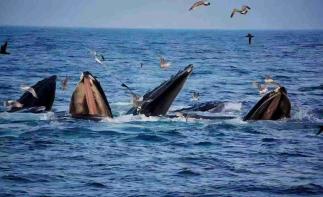 重庆出发广西涠洲岛6日自驾游：【涠洲岛】北海银滩-紫霞湾-涠洲岛环岛-海鲜大餐6天5晚-推荐