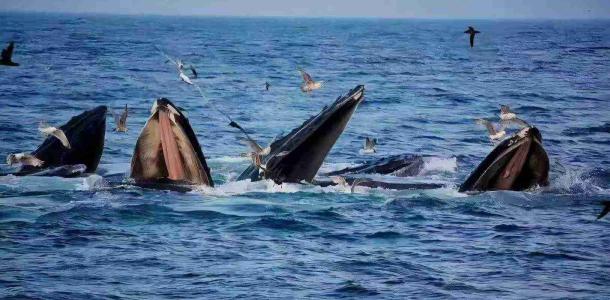 重庆出发广西涠洲岛6日自驾游：【涠洲岛】北海银滩-紫霞湾-涠洲岛环岛-海鲜大餐6天5晚-大自驾网