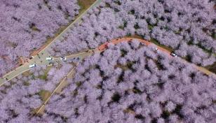 江苏出发贵州7日自驾游：【多彩贵州】平坝万亩樱花-百里杜鹃-乌蒙大草原-黄果树瀑布-神秘水帘洞-天龙-推荐