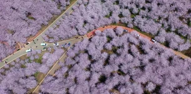 江苏出发贵州7日自驾游：【多彩贵州】平坝万亩樱花-百里杜鹃-乌蒙大草原-黄果树瀑布-神秘水帘洞-天龙-大自驾网