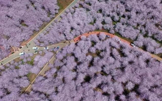 江苏出发贵州7日自驾游：【多彩贵州】平坝万亩樱花-百里杜鹃-乌蒙大草原-黄果树瀑布-神秘水帘洞-天龙