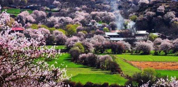 拉萨集合林芝桃花节7日自驾游：林拉公路-雅鲁藏布江大峡谷-索松村-桃花沟-来古冰川-然乌湖7日游-大自驾网