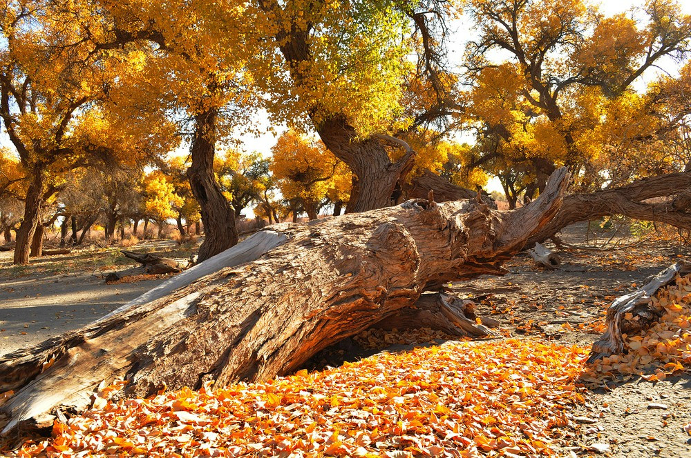 重庆出发到额济纳旗9日自驾游：镇北堡影视城-额济纳旗-张掖丹霞-麦积山金秋九日自驾