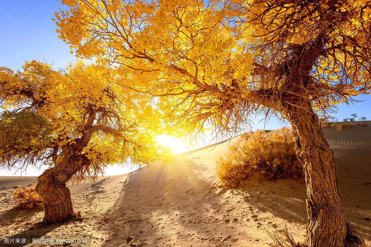 合肥出发额济纳旗6日自驾游：怪树林-胡杨林-居延海-张掖丹霞6日落地自驾 